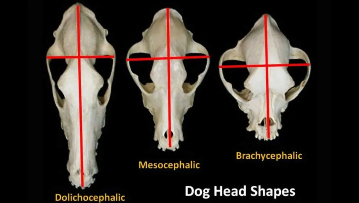 Dog skull shapes