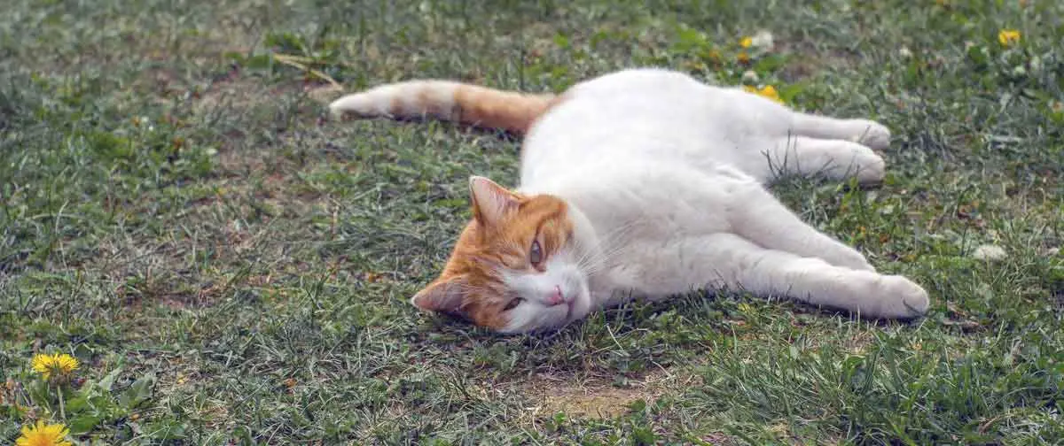 White and Orange Tabby Cat Lying on Grass