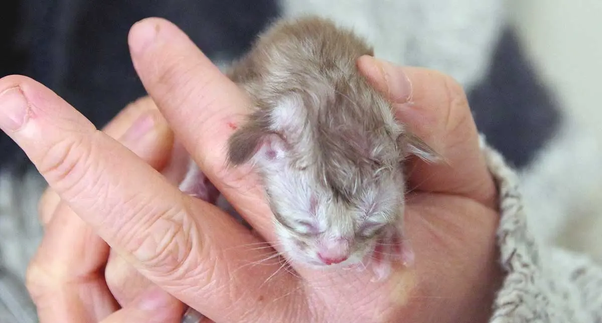 held newborn kitten