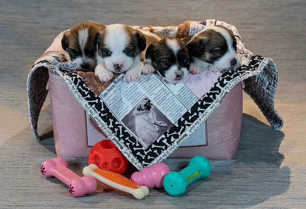 newborn puppies in a basket