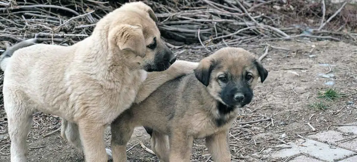 pair anatolian puppies playing together