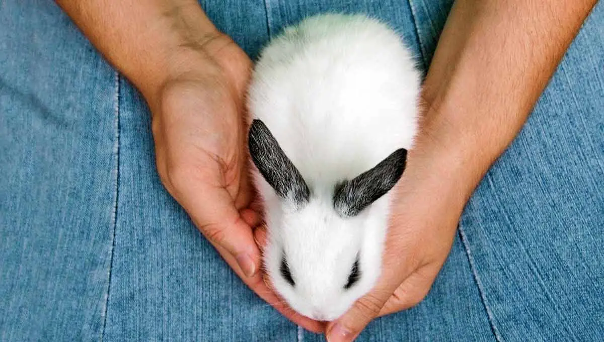 human holding rabbit on lap