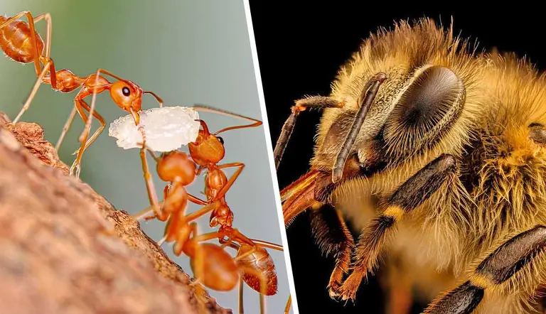 insects complex social structures