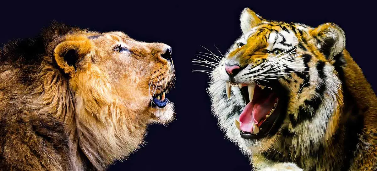 faces of a lion and a tiger
