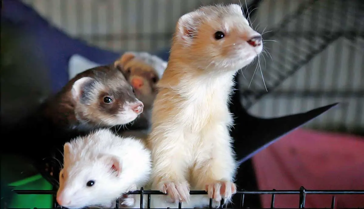 baby pet ferrets