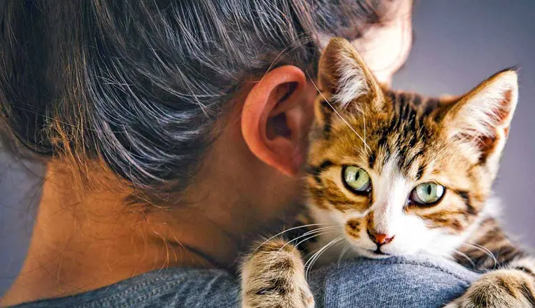 why owning cat is good for your health