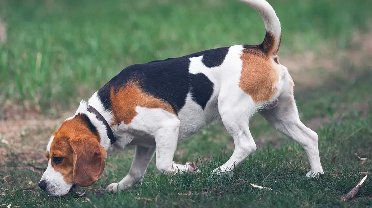 beagle sniffing the grass while walking