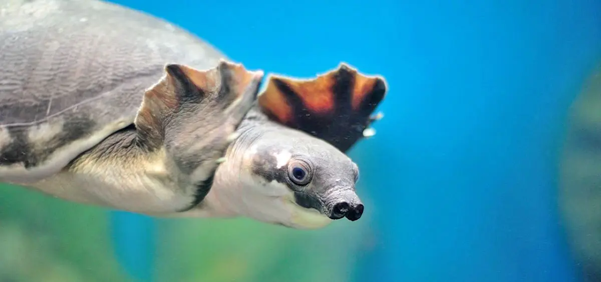 pig nosed turtle