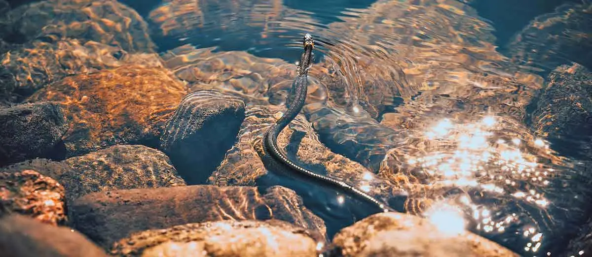 brown sea snake swimming on water