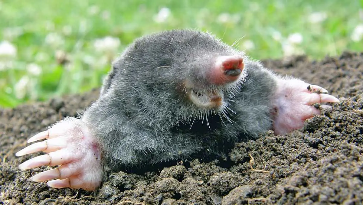 American Shrew Mole