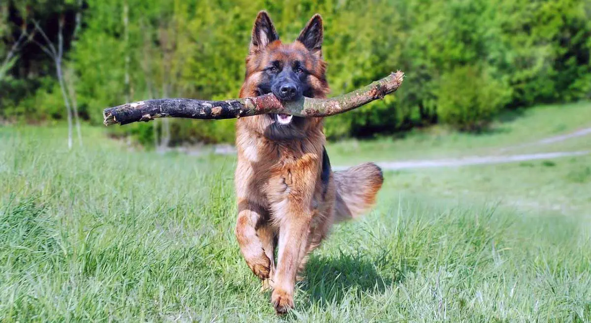 shepherd dog carrying stick