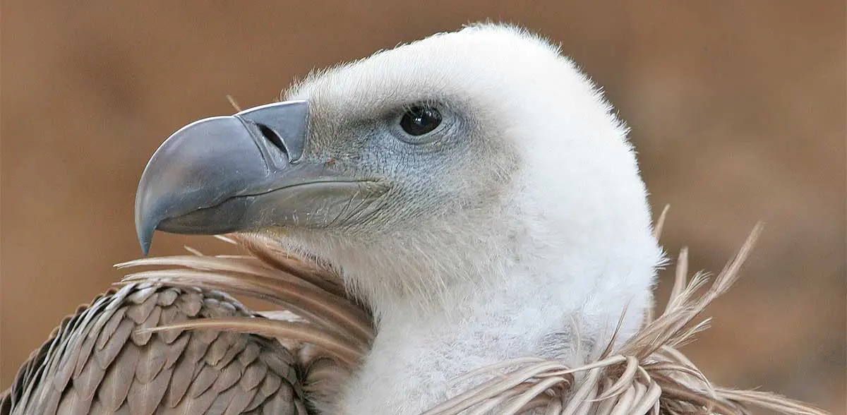 a grey vulture up close