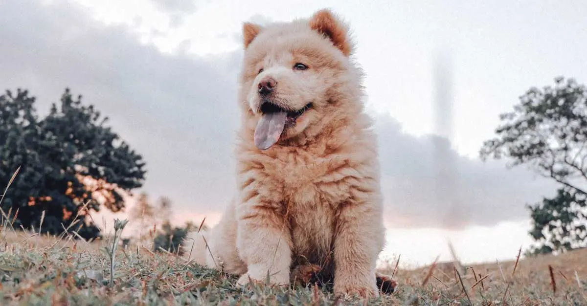 Chow Chow Panting Sitting on Grass