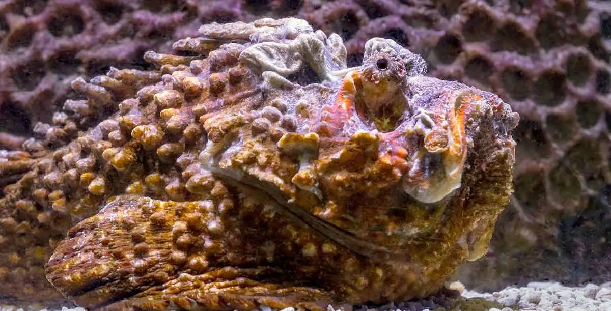 close up orange purple stonefish in aquarium
