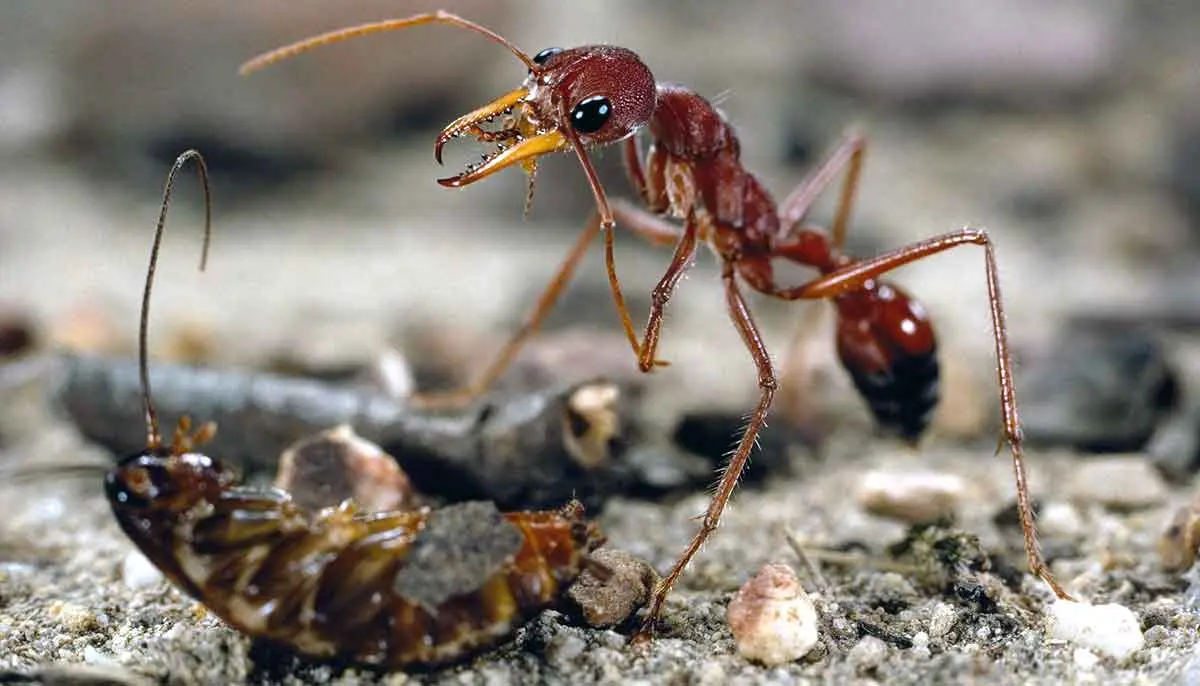 bulldog ant eating cockroach