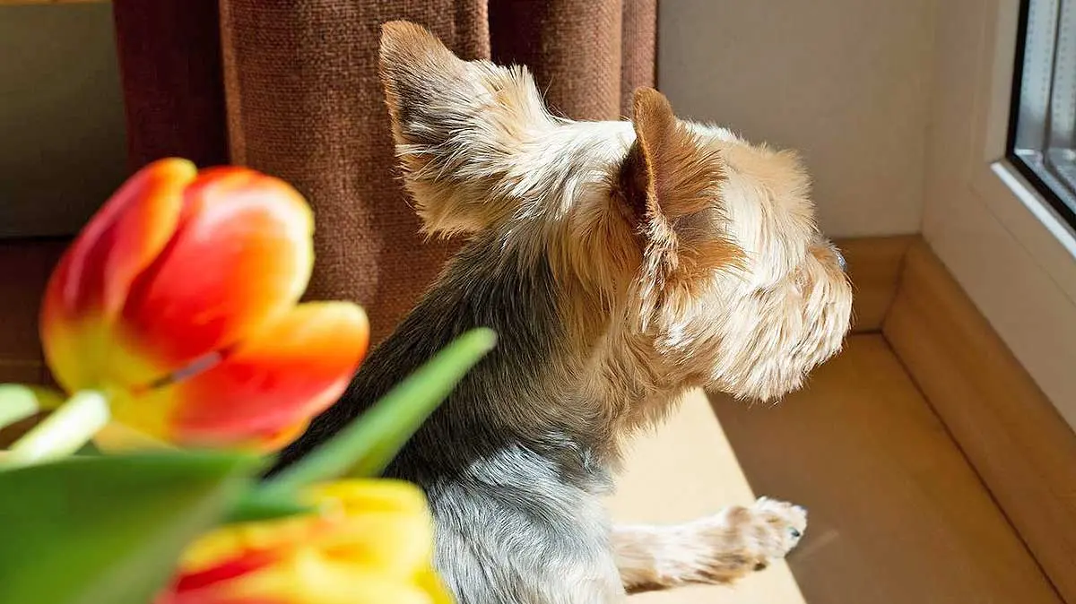 Yorkie Looking Out Window