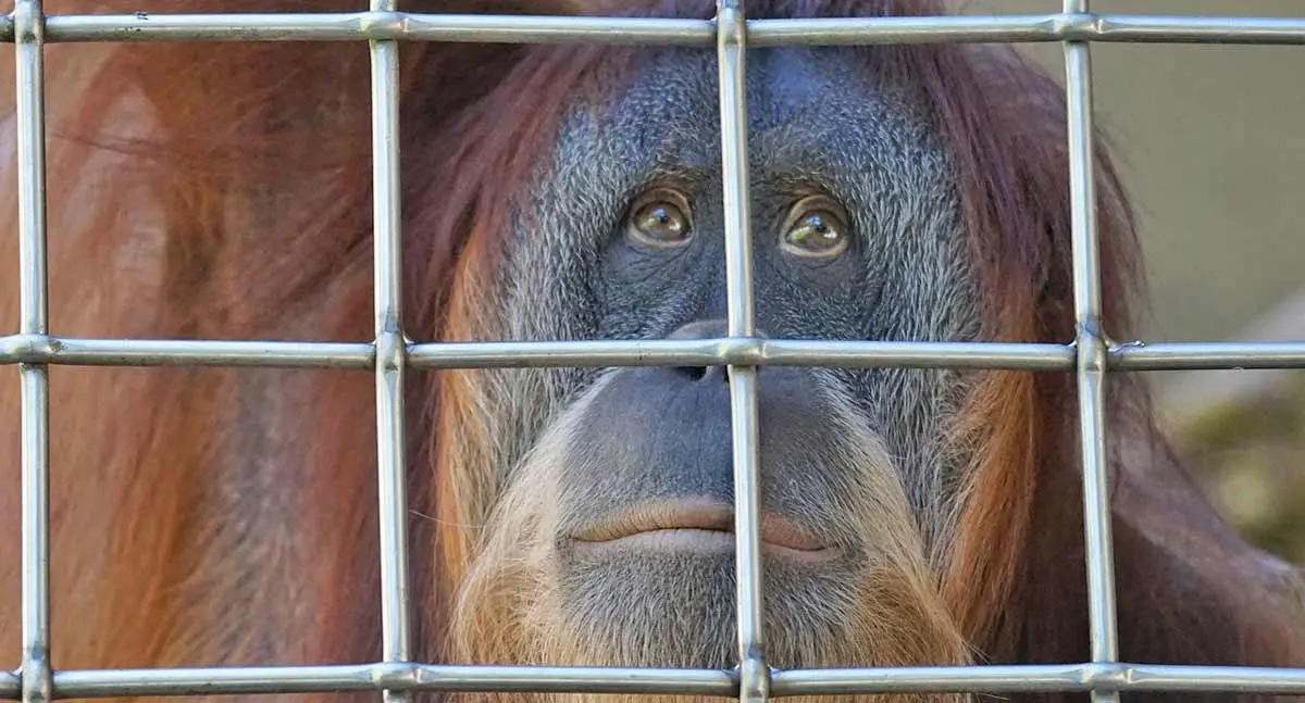 caged_orangutan