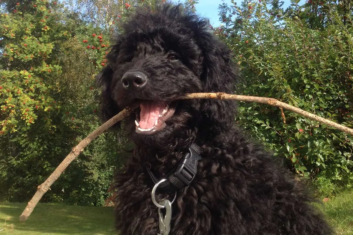 Labradoodle with a stick