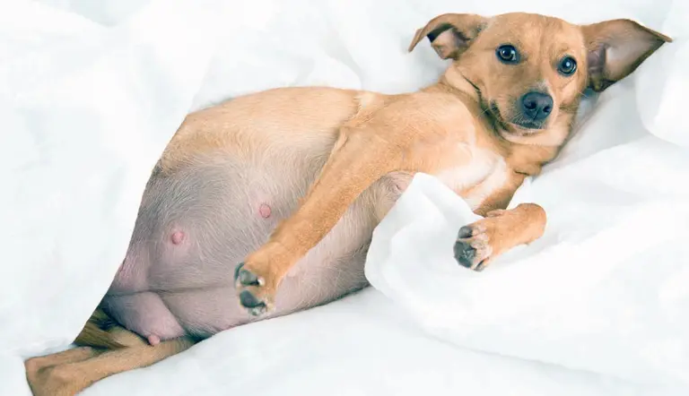 what to know about adopting pregnant dog
