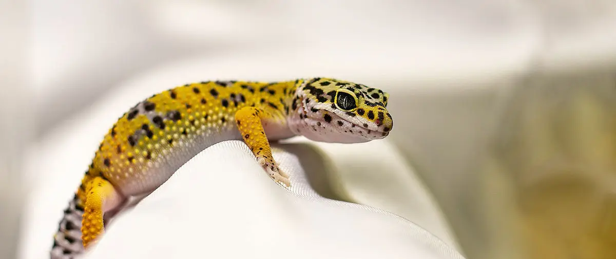 leopard gecko markings