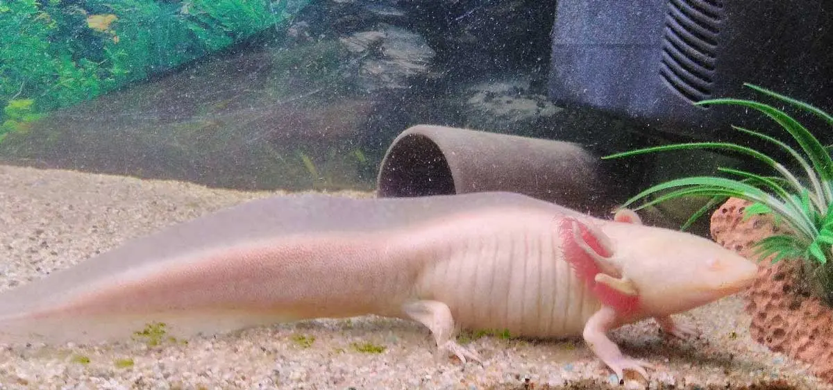 axolotls in a tank aquarium