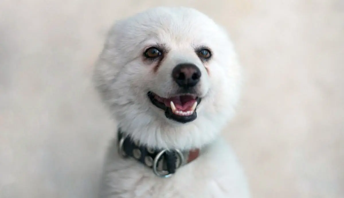 White Dog Panting with Tearing on Face
