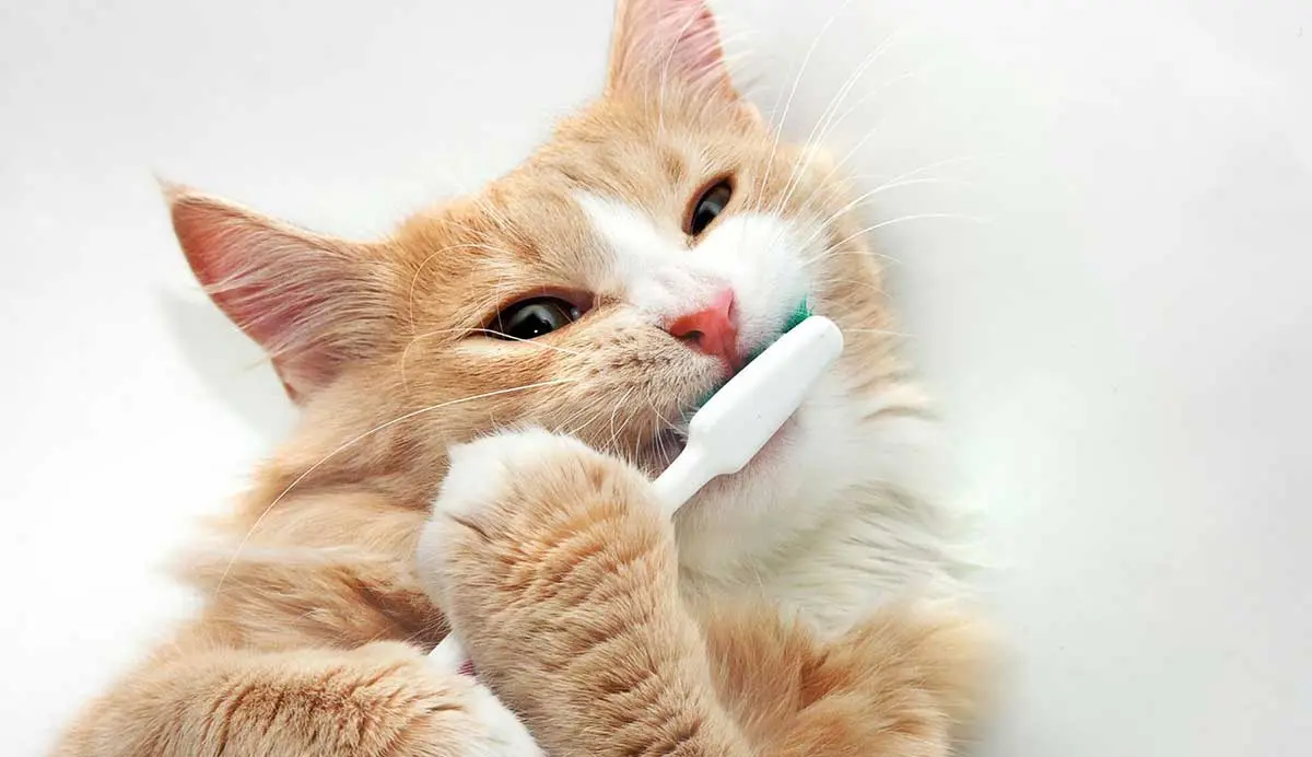orange cat brushing teeth