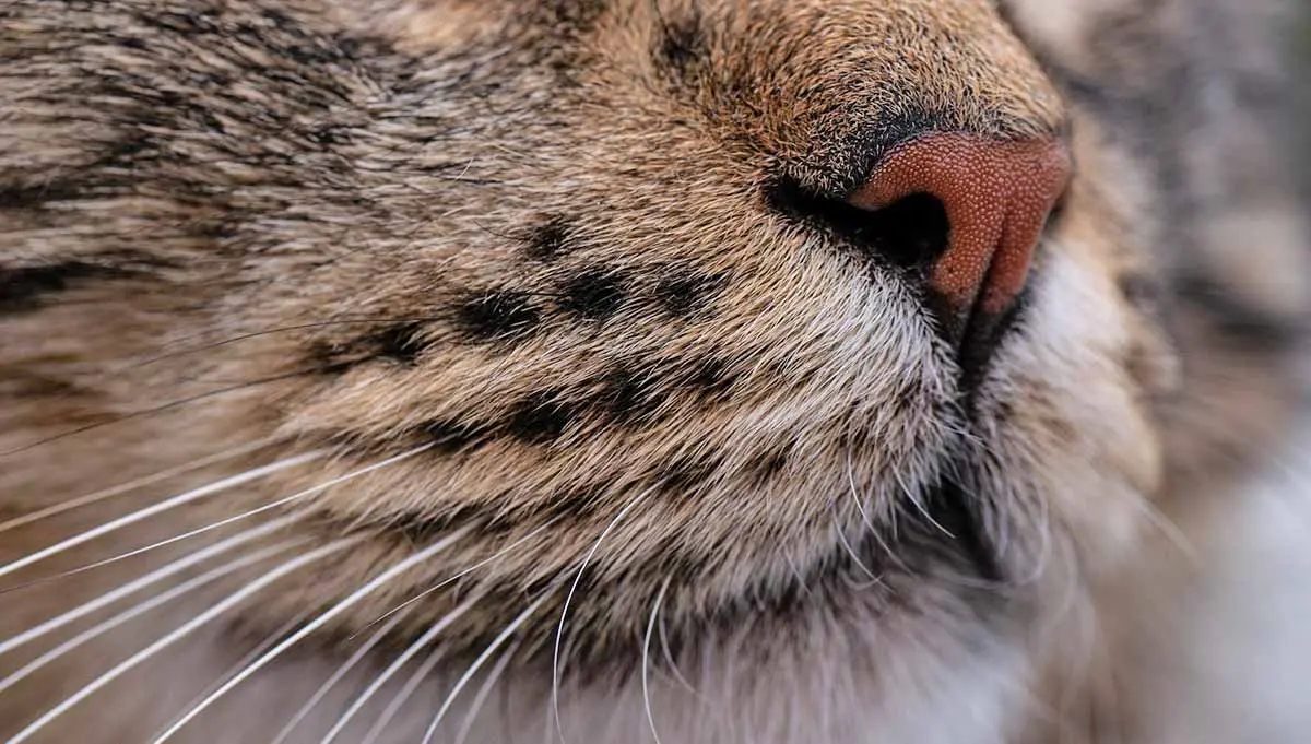 cat whiskers close up snoot