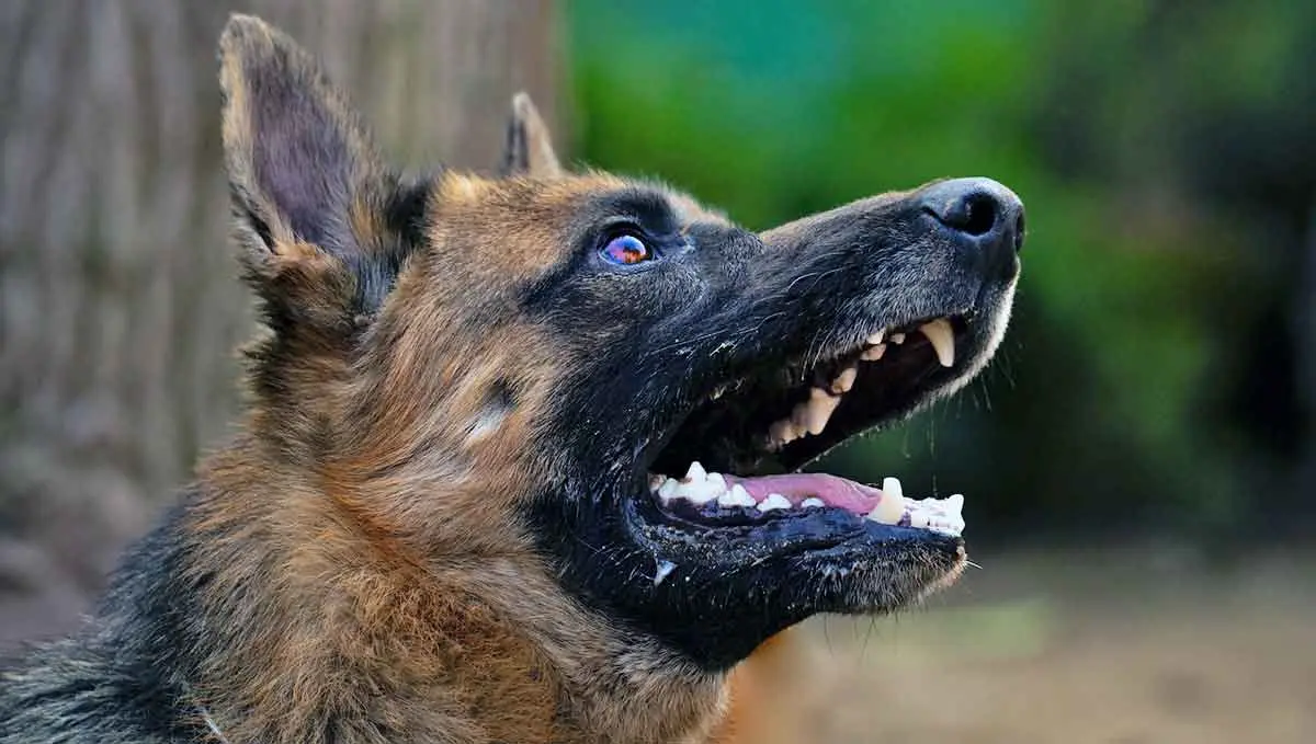 german shepherd dog teeth face
