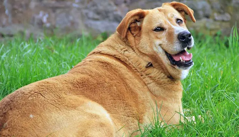 how to maintain a healthy weight for your dog