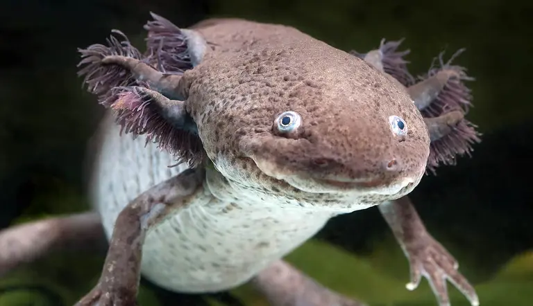 optimal water conditions for axolotls