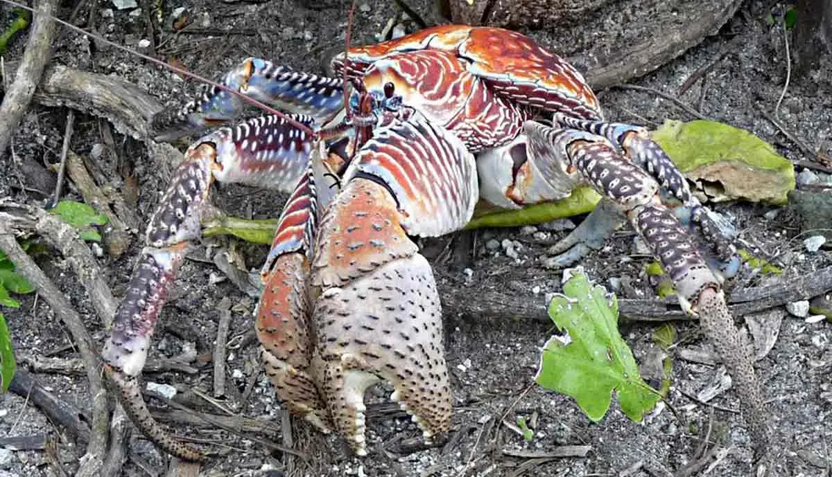 giant coconut crab speckled