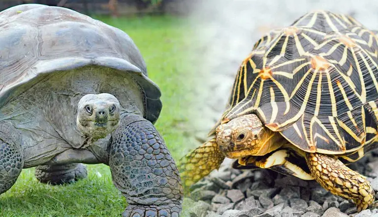 pet tortoise enrichment ideas