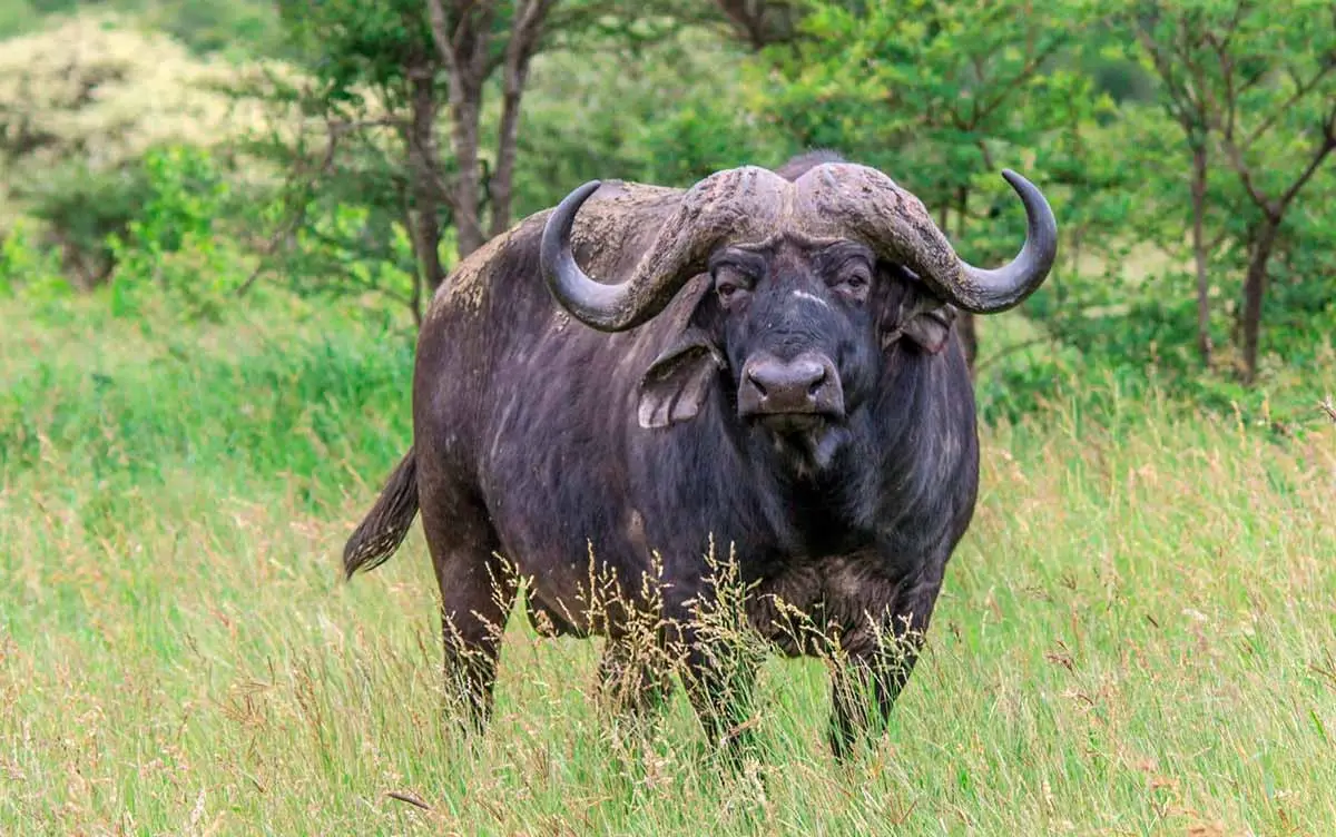 cape buffalo serengeti