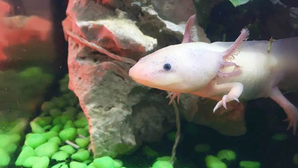 axolotl in aquarium