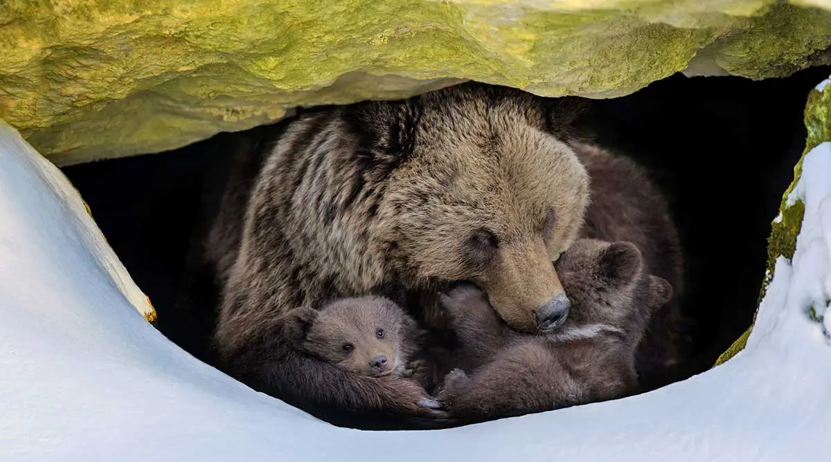 grizzly bear hibernating den
