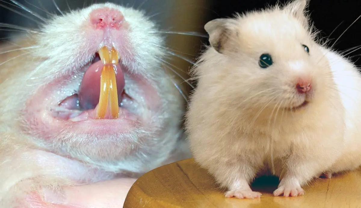 the great debate do hamsters bite