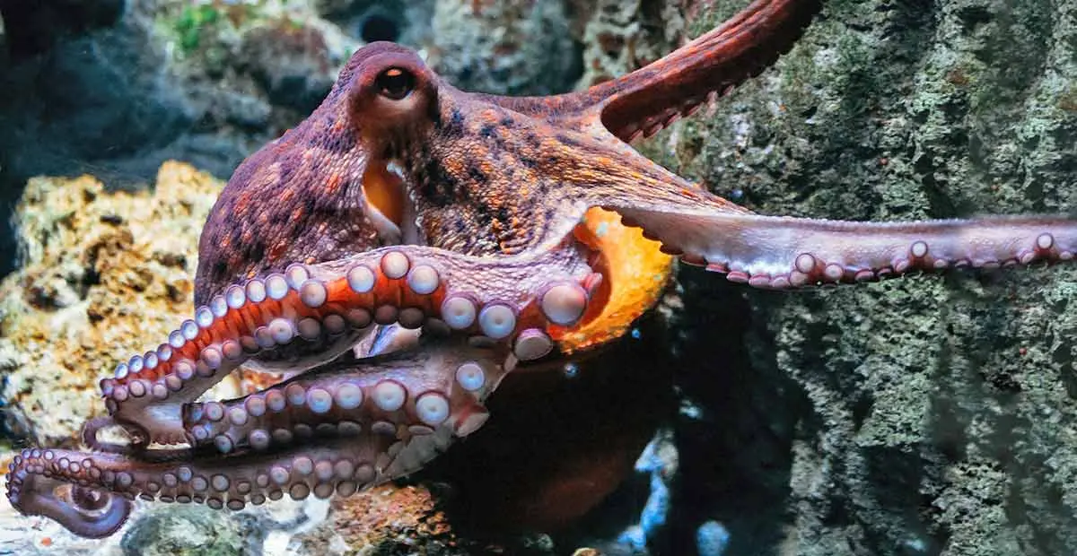 octopus bright colors