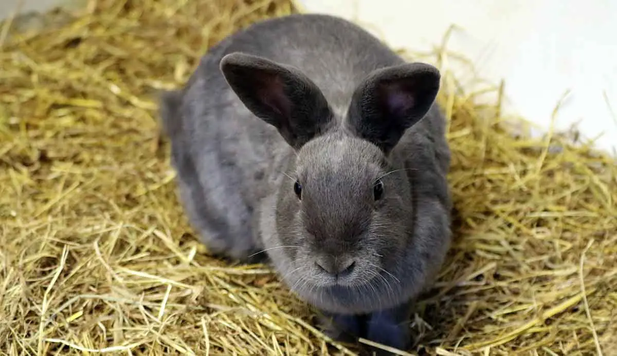 rabbit in hay