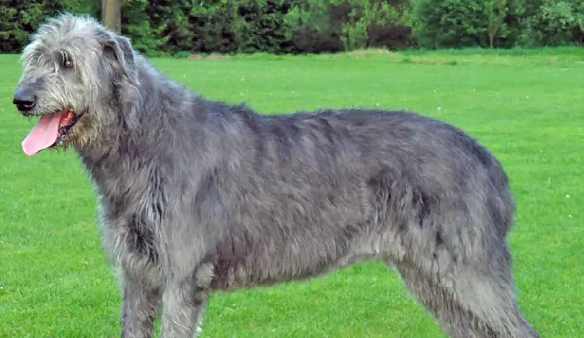 irish wolfhound gray grass tongue