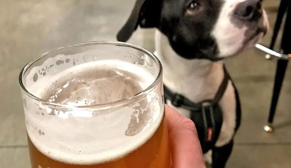 hand holding beer mixed breed dog