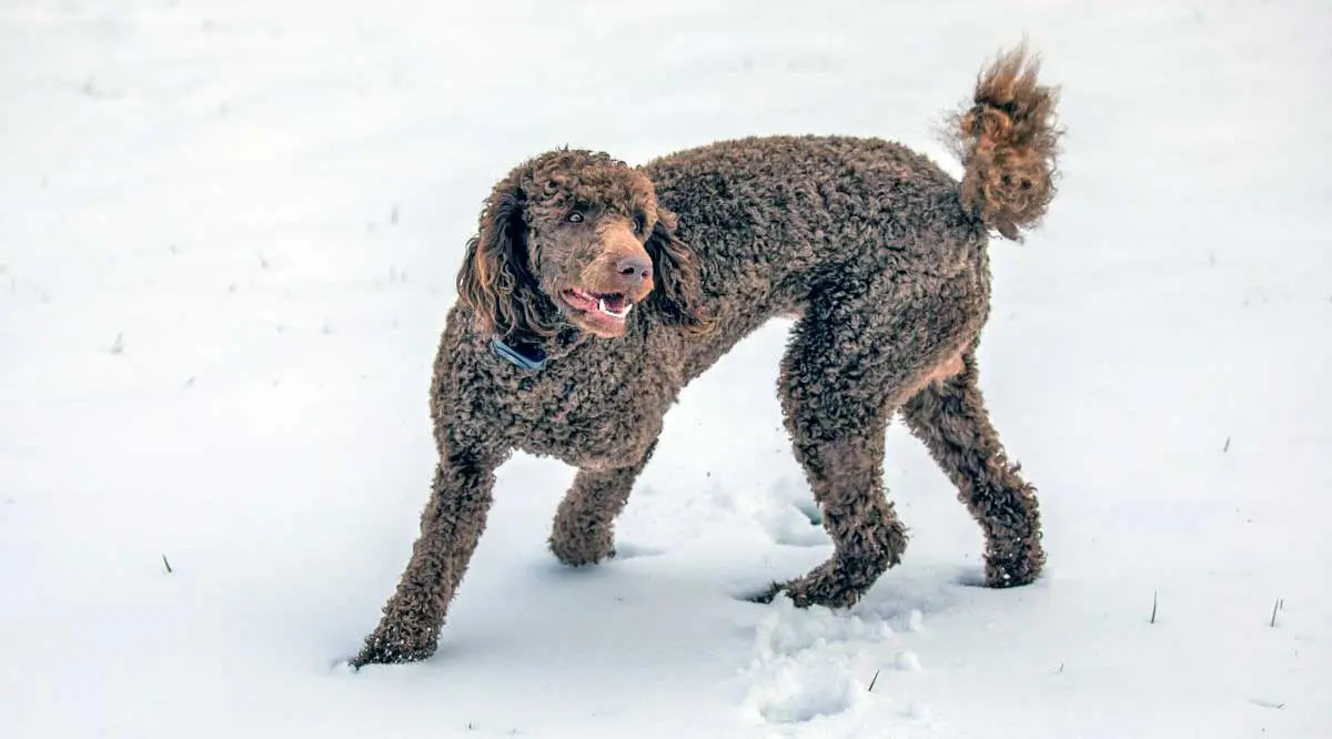 another poodle in snow