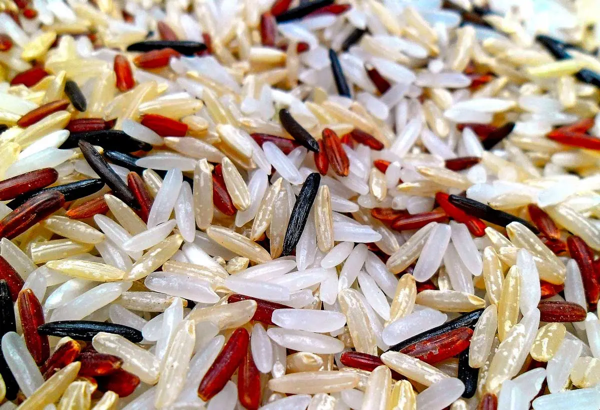 rice dog food DIY meal
