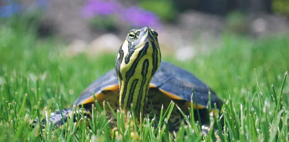 turtle sitting in the grass