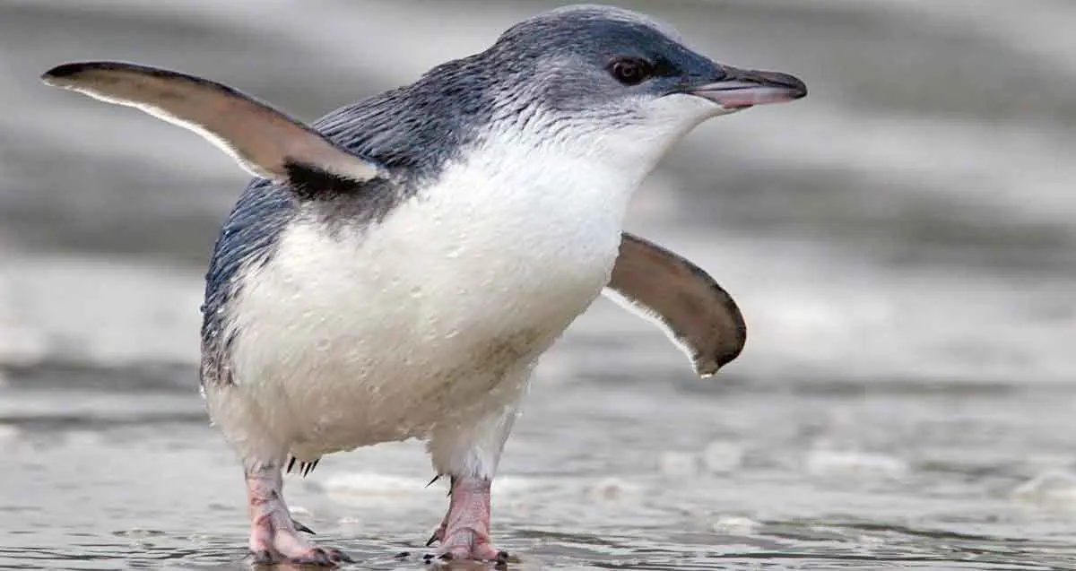little penguin in New Zealand
