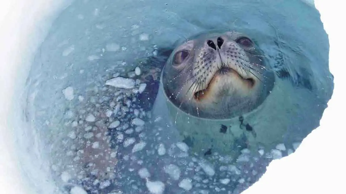 Weddell Seal coming to the surface for breath