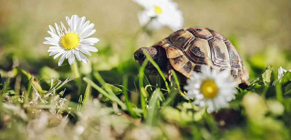 tortoise in flowers