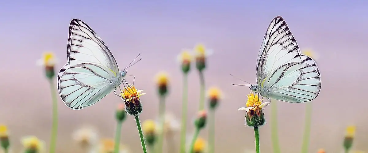 butterflies sitting on flowers
