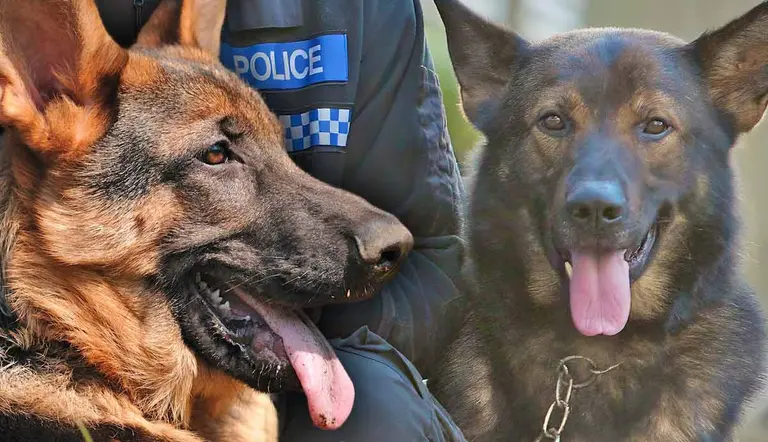 why are german shepherds trained as police dogs