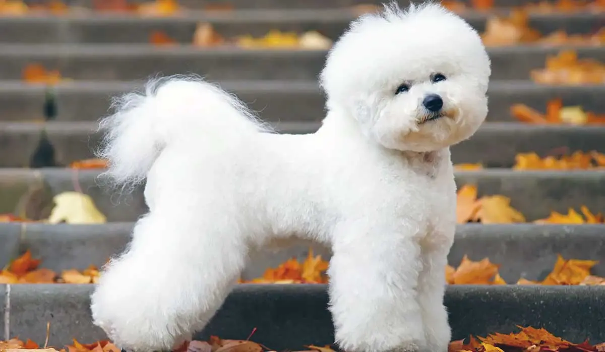 bichon frise dog standing on stairs
